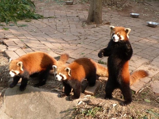 Огненная панда Firefox